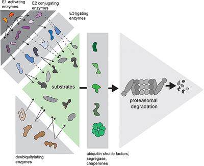 Reporter-Based Screens for the Ubiquitin/Proteasome System